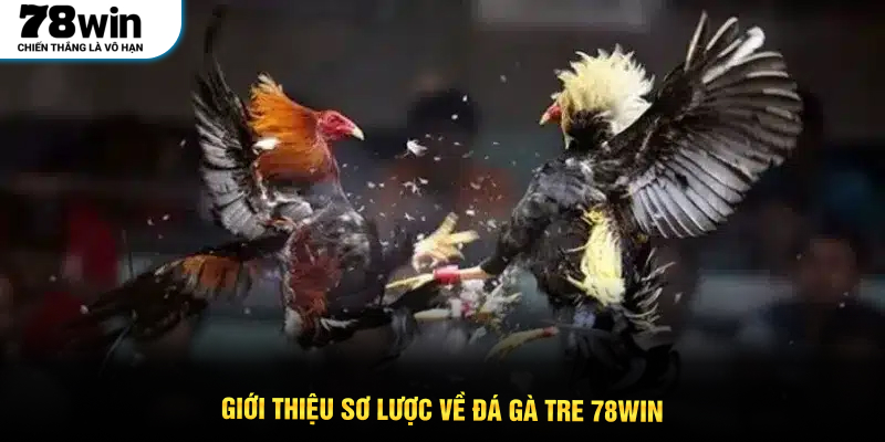 Giới thiệu sơ lược về đá gà tre 78WIN